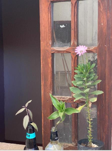 סן לואיס פוטוסי Hostal Del Centro En Slp מראה חיצוני תמונה